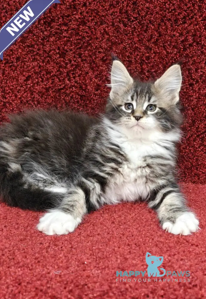 Melissa Maine Coon female black tabby with white live animals