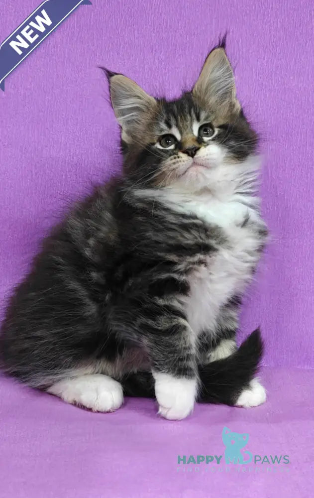 Melissa Maine Coon female black tabby with white live animals