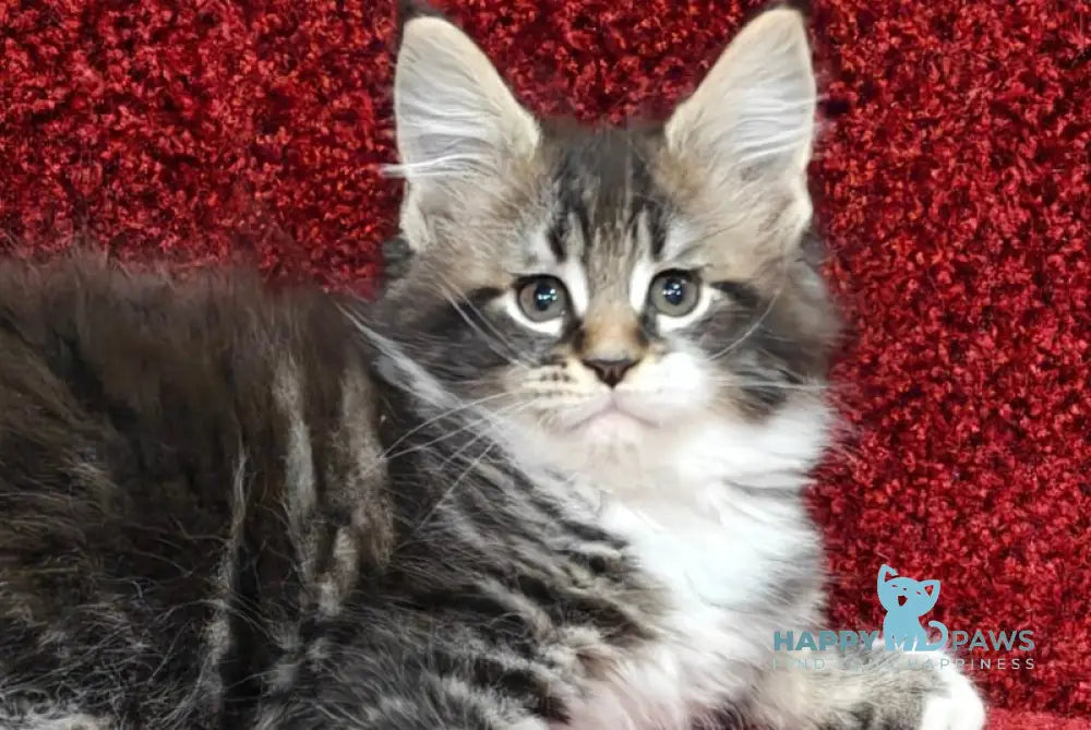 Melissa Maine Coon female black tabby with white live animals