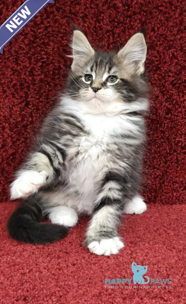 Melissa Maine Coon female black tabby with white live animals