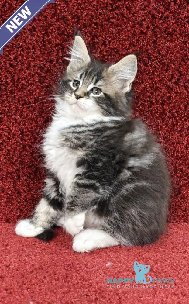 Melissa Maine Coon female black tabby with white live animals