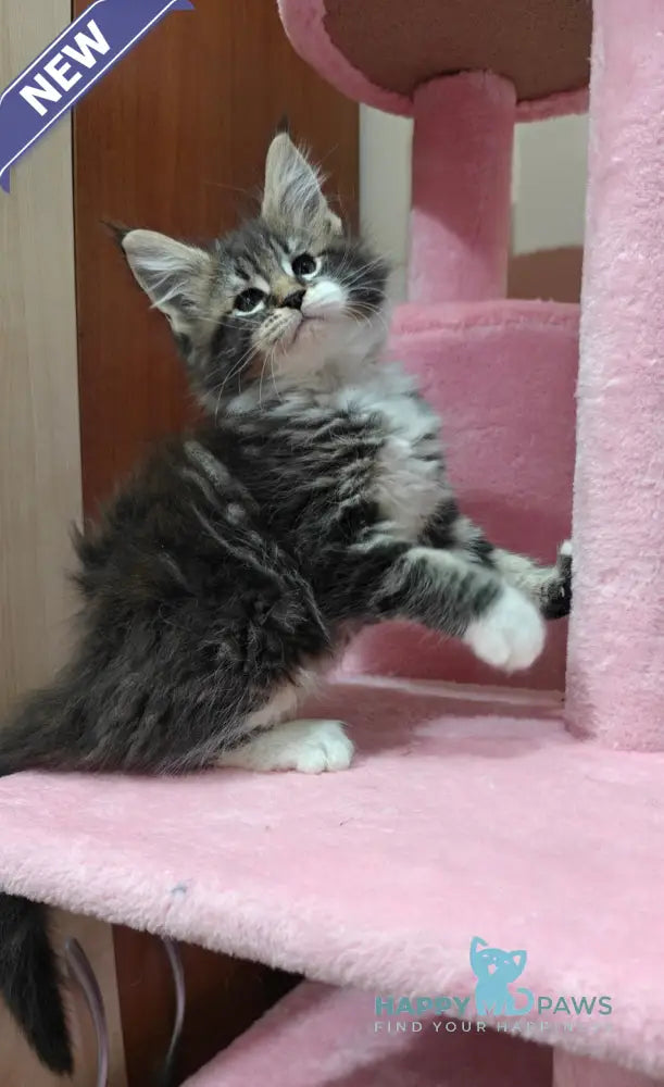 Melissa Maine Coon female black tabby with white live animals
