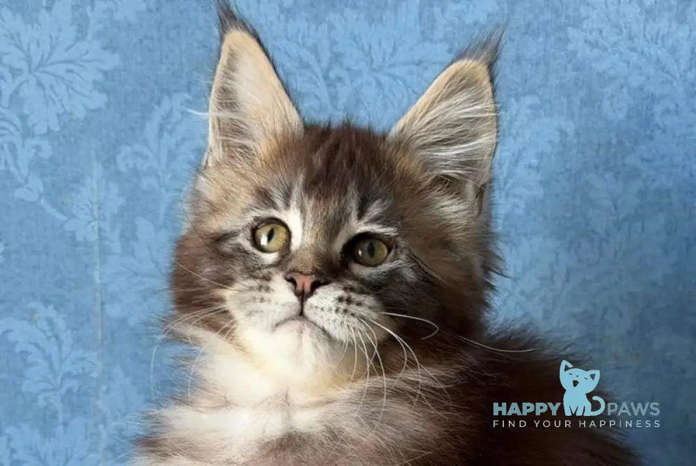 Melissa Maine Coon female black ticked tabby live animals