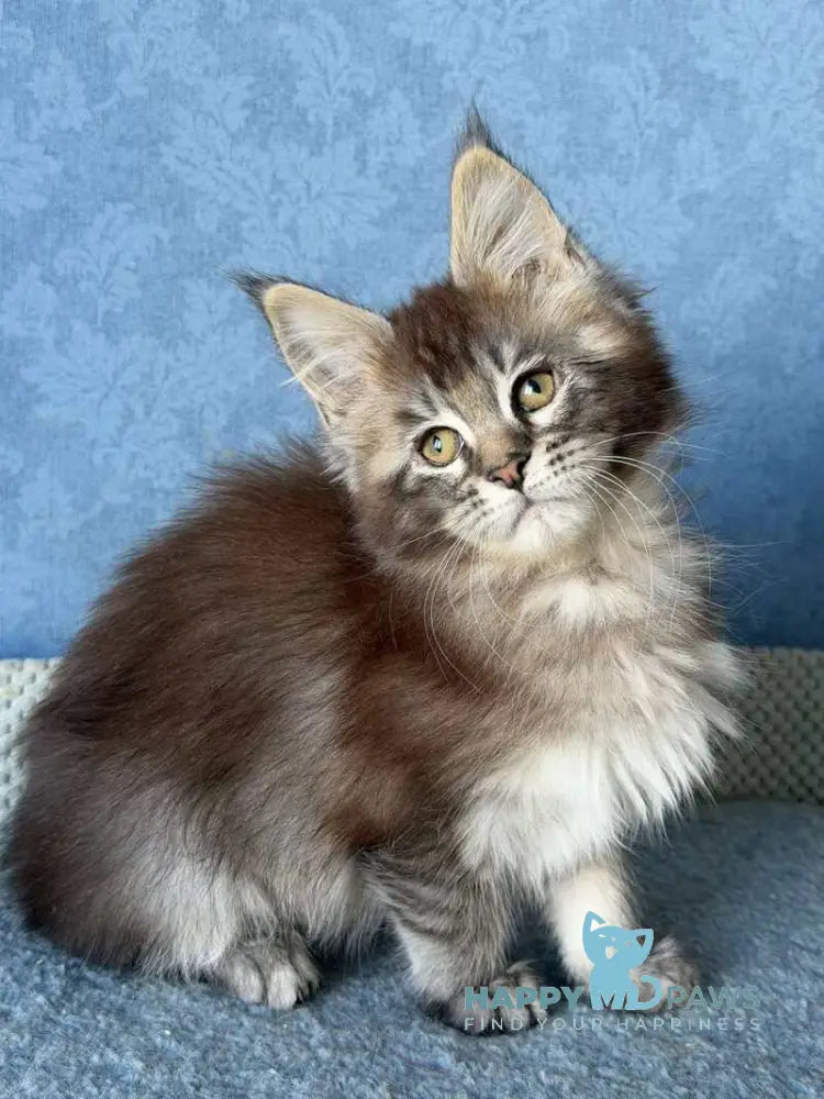 Melissa Maine Coon female black ticked tabby live animals