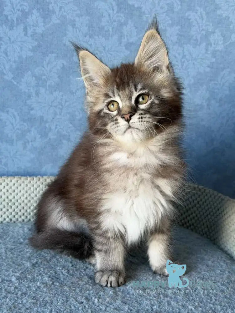 Melissa Maine Coon female black ticked tabby live animals