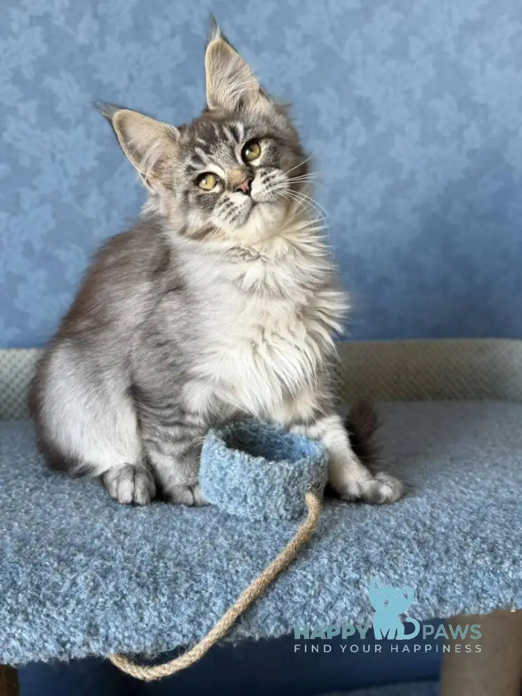 Melissa Maine Coon female black ticked tabby live animals