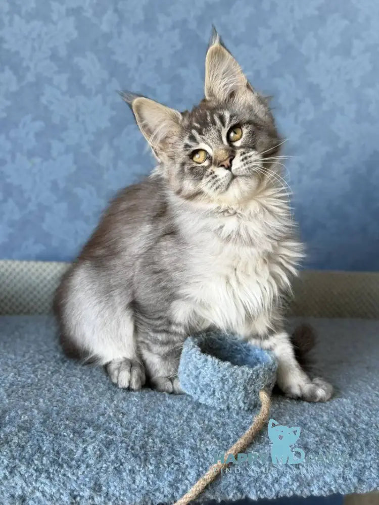 Melissa Maine Coon female black ticked tabby live animals