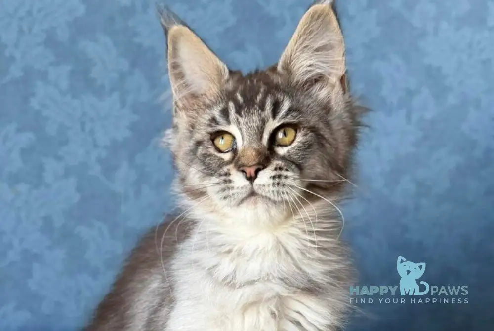 Melissa Maine Coon female black ticked tabby live animals