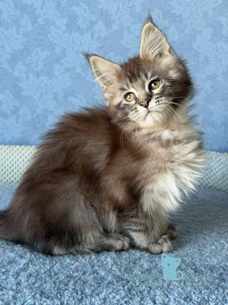 Melissa Maine Coon female black ticked tabby live animals