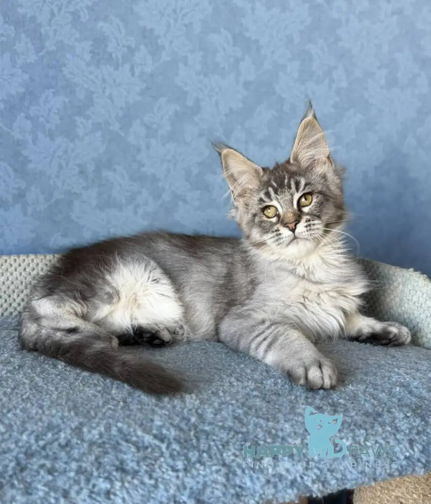 Melissa Maine Coon female black ticked tabby live animals