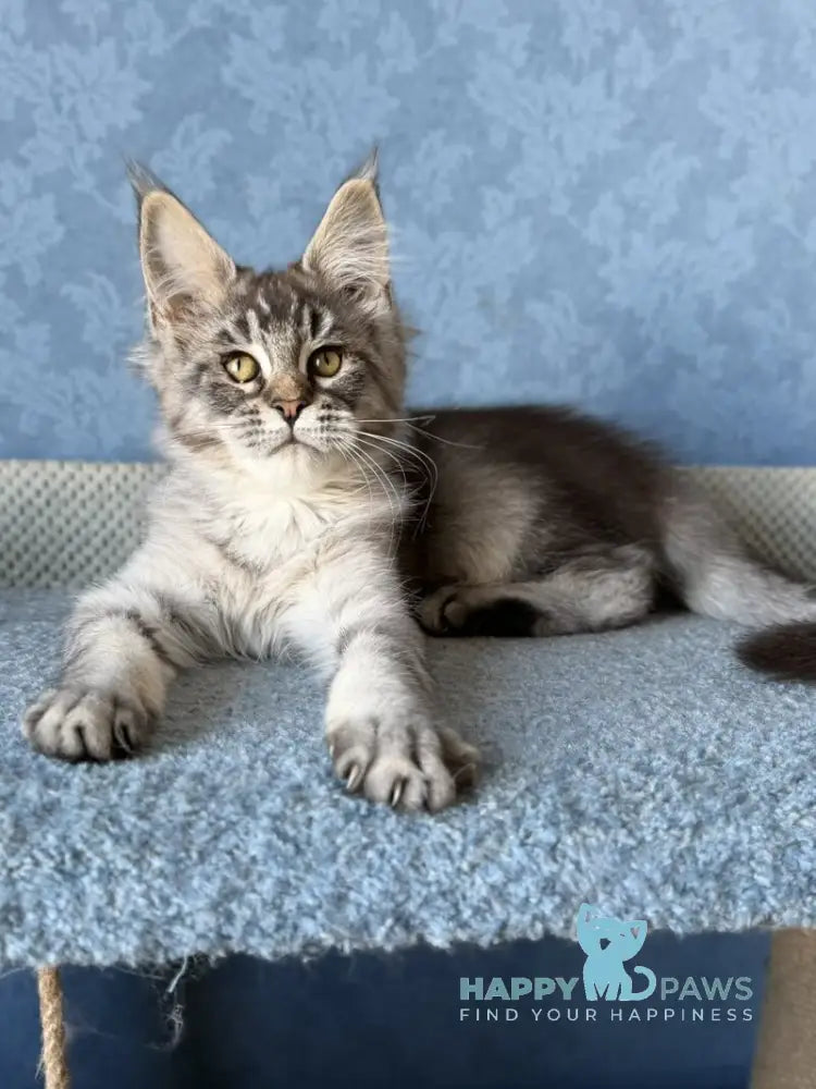 Melissa Maine Coon female black ticked tabby live animals