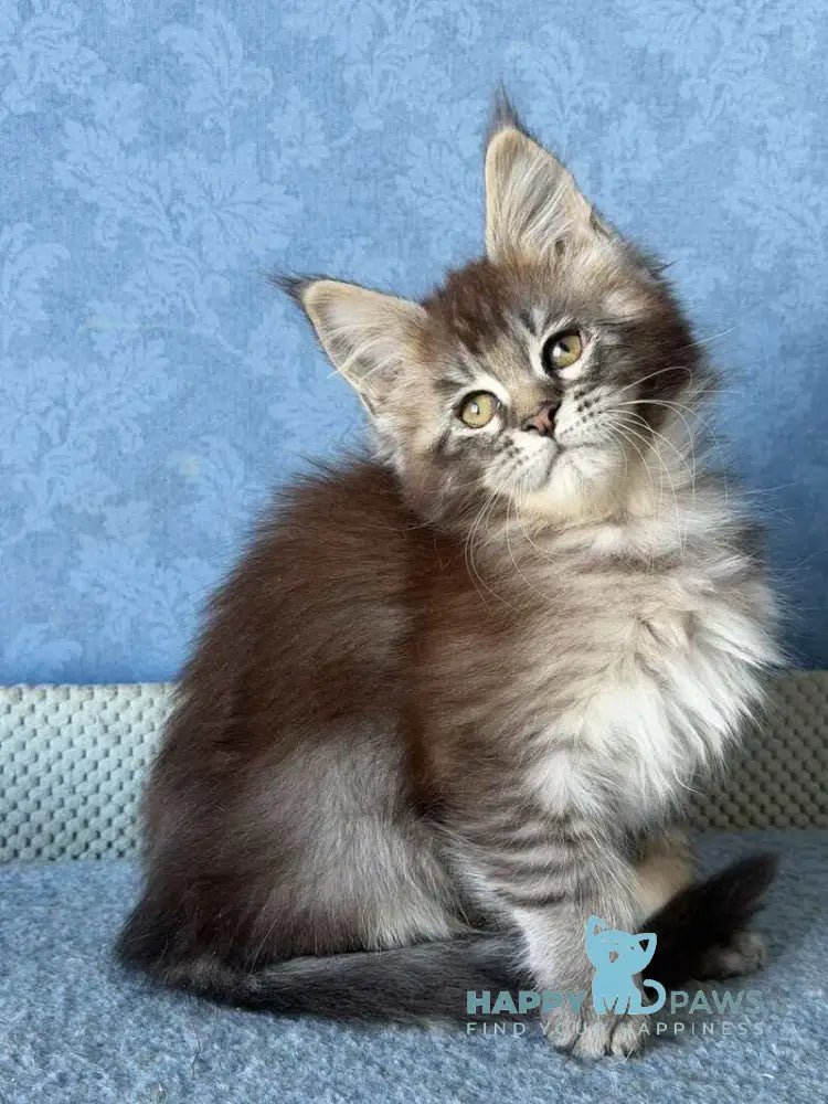 Melissa Maine Coon female black ticked tabby live animals