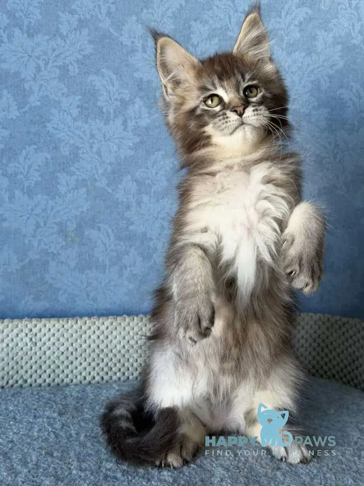 Melissa Maine Coon female black ticked tabby live animals