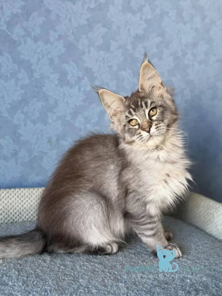 Melissa Maine Coon female black ticked tabby live animals