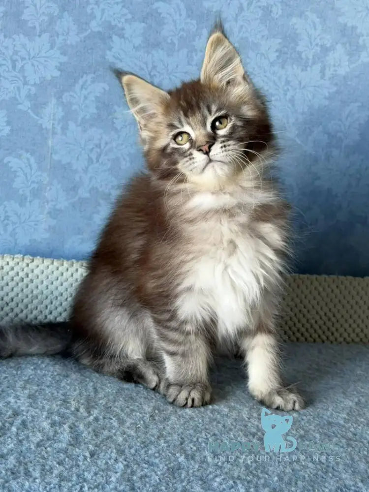 Melissa Maine Coon female black ticked tabby live animals