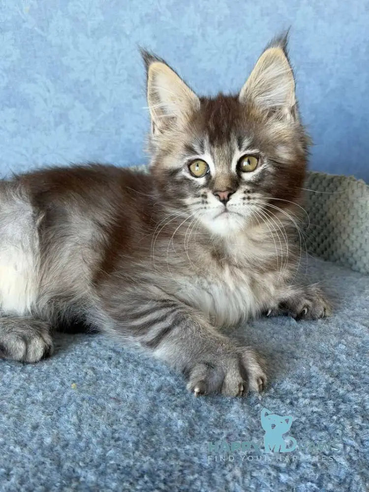 Melissa Maine Coon female black ticked tabby live animals