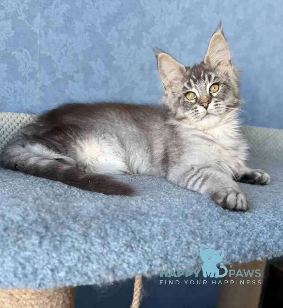 Melissa Maine Coon female black ticked tabby live animals