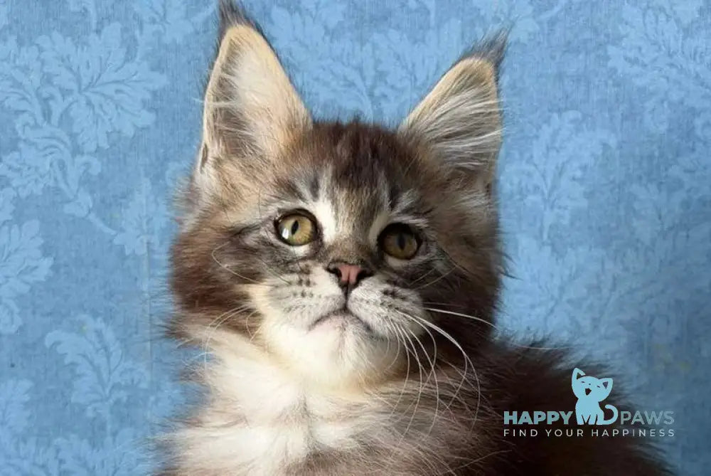 Melissa Maine Coon female black ticked tabby live animals