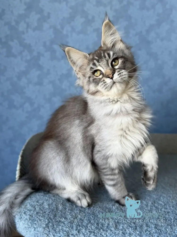 Melissa Maine Coon female black ticked tabby live animals
