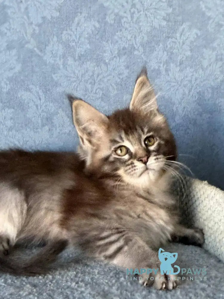 Melissa Maine Coon female black ticked tabby live animals
