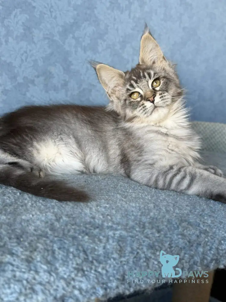 Melissa Maine Coon female black ticked tabby live animals