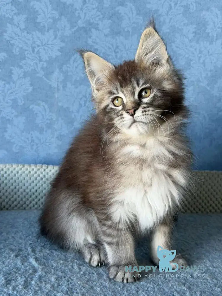 Melissa Maine Coon female black ticked tabby live animals