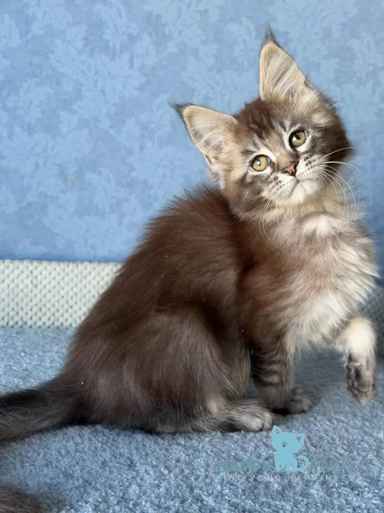 Melissa Maine Coon female black ticked tabby live animals