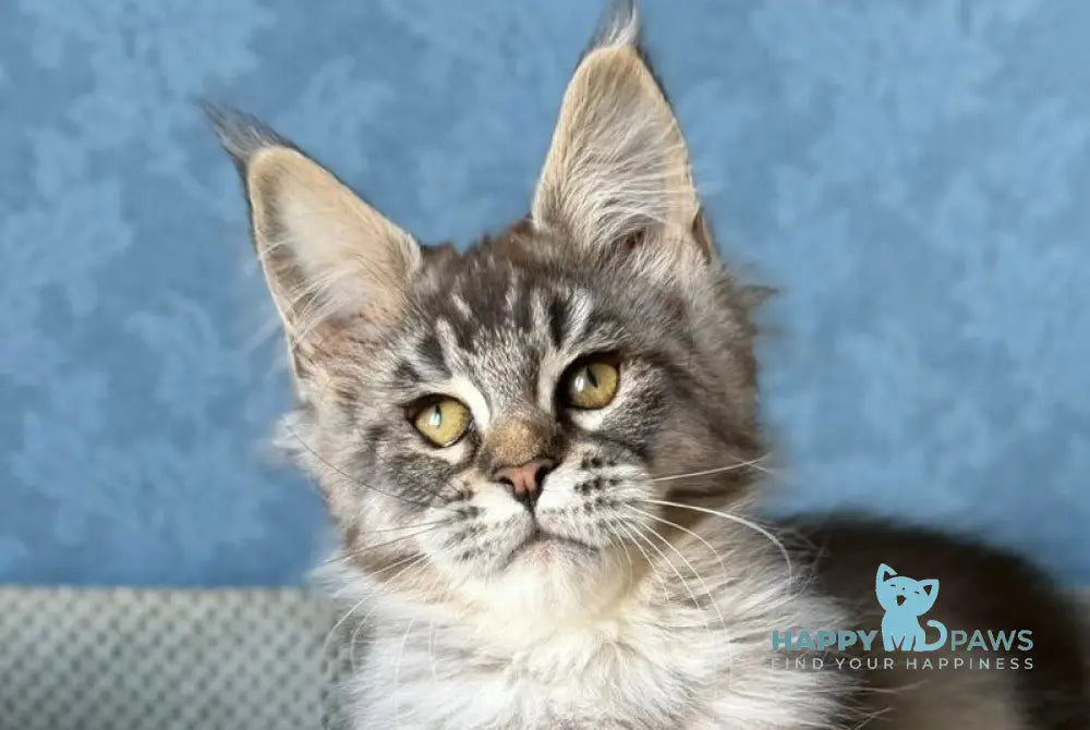 Melissa Maine Coon female black ticked tabby live animals