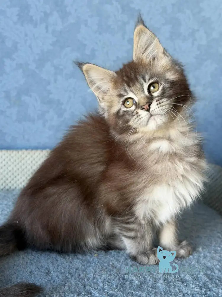 Melissa Maine Coon female black ticked tabby live animals