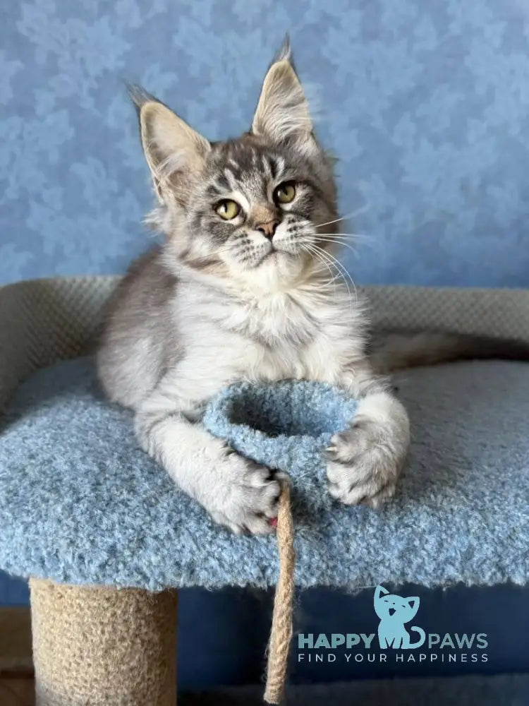 Melissa Maine Coon female black ticked tabby live animals