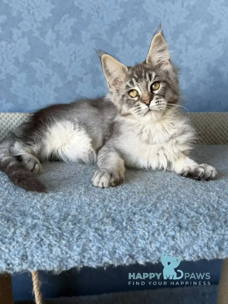 Melissa Maine Coon female black ticked tabby live animals