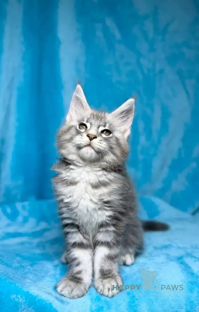Melissa Maine Coon female blue silver tabby live animals