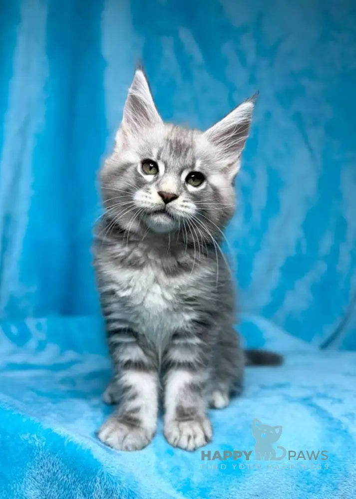 Melissa Maine Coon female blue silver tabby live animals