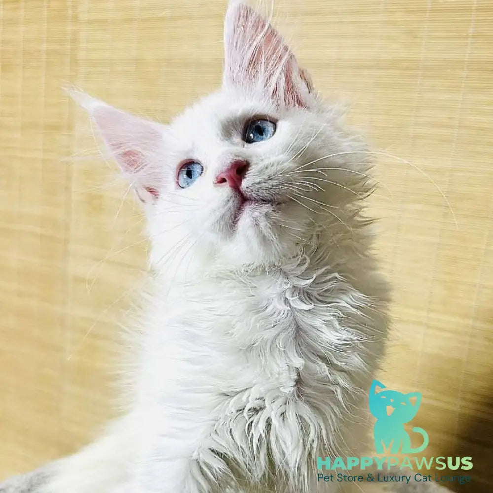 Melissa Maine Coon female white - live animals