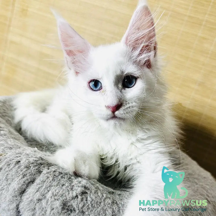 Melissa Maine Coon female white - live animals