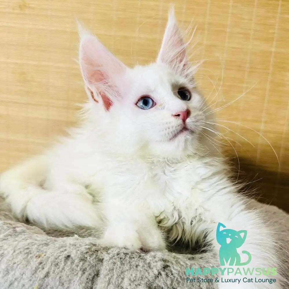 Melissa Maine Coon female white - live animals