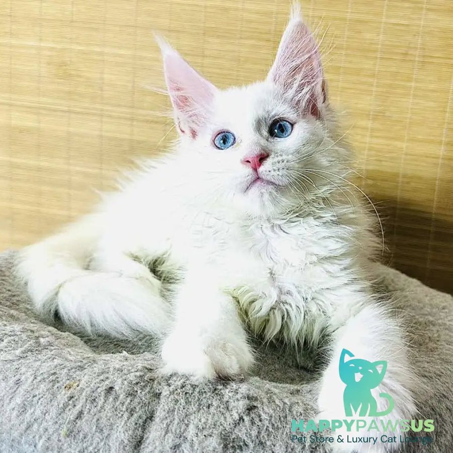 Melissa Maine Coon female white - live animals
