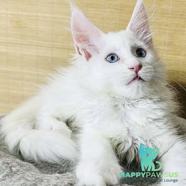Melissa Maine Coon female white - live animals