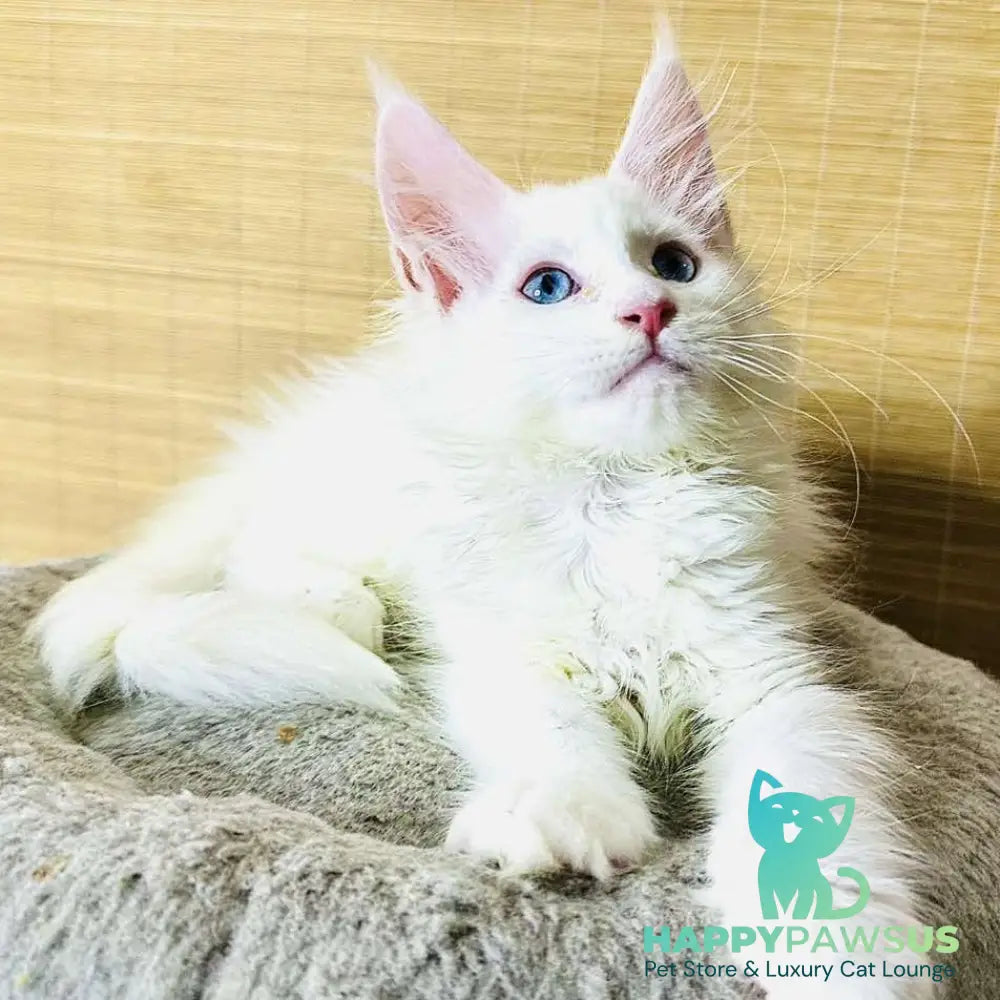 Melissa Maine Coon female white - live animals
