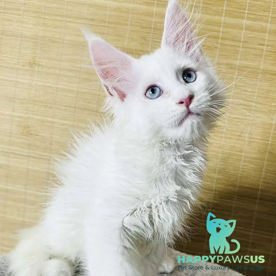 Melissa Maine Coon female white - live animals