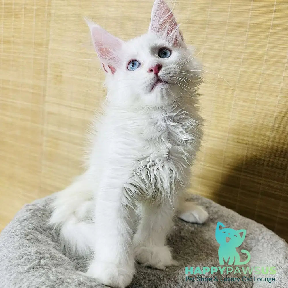 Melissa Maine Coon female white - live animals
