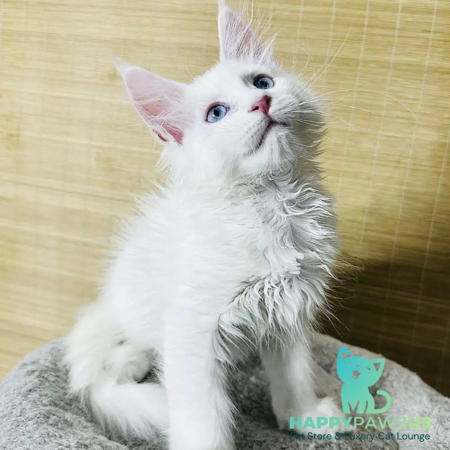 Melissa Maine Coon female white - live animals