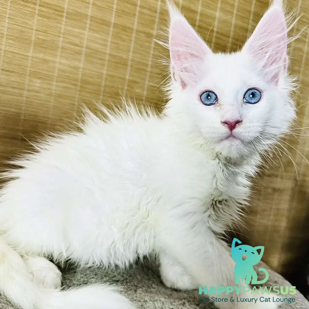 Melissa Maine Coon female white - live animals