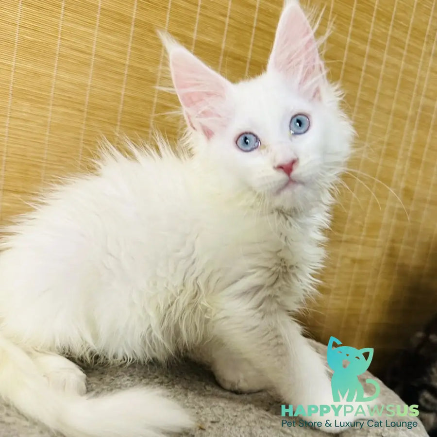 Melissa Maine Coon female white - live animals