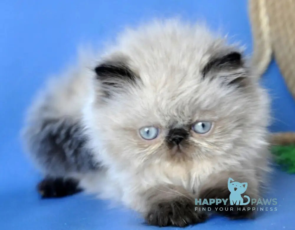 Melissa Persian female black pointed - live animals