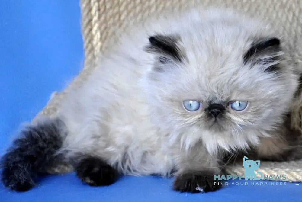 Melissa Persian female black pointed - live animals