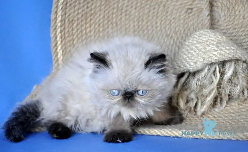 Melissa Persian female black pointed - live animals
