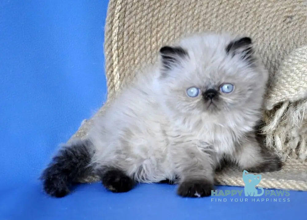 Melissa Persian female black pointed - live animals