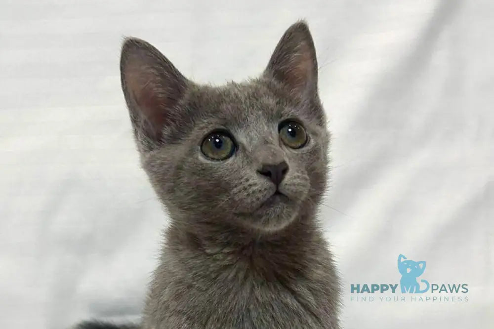 Melissa Russian Blue female blue live animals