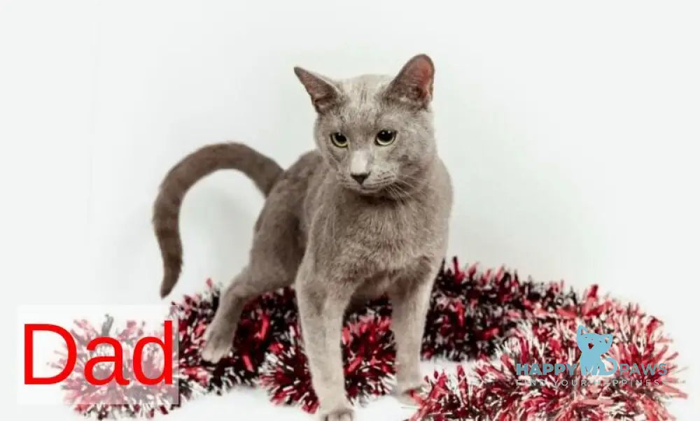 Melissa Russian Blue female blue live animals